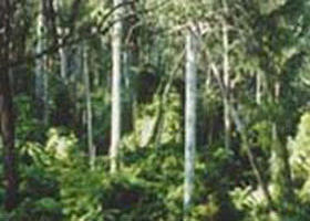 Tonghi Creek VIC Whitsundays Accommodation