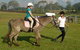 Port Macquarie Horse Riding Centre - thumb 0