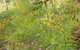 Kinchela Trig Lookout Walk - thumb 1
