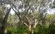 Kinchela Trig Lookout Walk - thumb 2