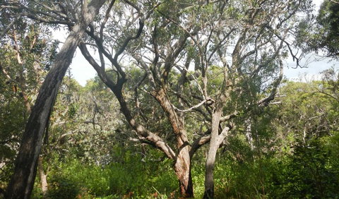 Kinchela Trig Lookout Walk - Whitsundays Accommodation 2