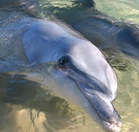 Dolphins of Monkey Mia - Whitsundays Accommodation