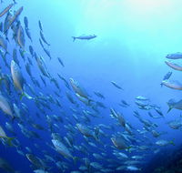 Cape Byron Marine Park - Whitsundays Accommodation
