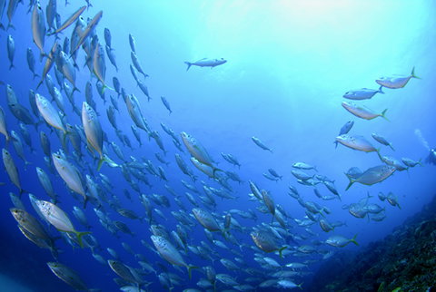 Cape Byron Marine Park - Whitsundays Accommodation 0