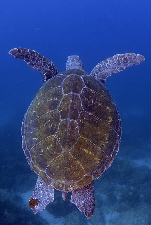 Cape Byron Marine Park - Whitsundays Accommodation 3