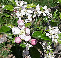 Avro Park Orchards - Whitsundays Accommodation