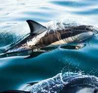 Dolphin Swim Australia - Whitsundays Accommodation