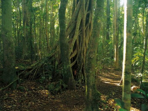 Tullawallal Circuit - Whitsundays Accommodation 0