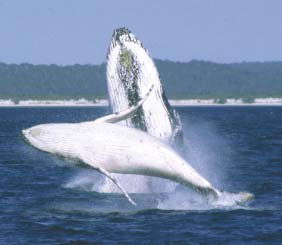 Reel Time Charters Yamba - Whitsundays Accommodation 3