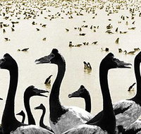 Tin Shed Art Gallery - Whitsundays Accommodation