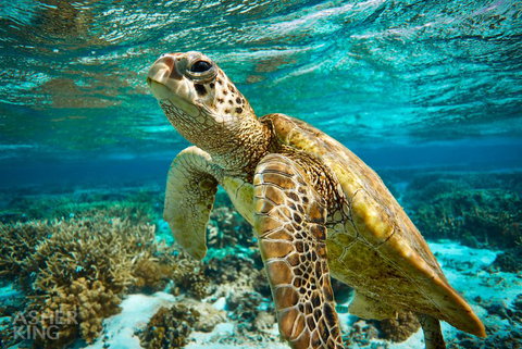 Ocean Art Gallery & Cafe - Whitsundays Accommodation 1