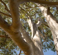 Lindsay Pryor Walk Australian National University - Whitsundays Accommodation