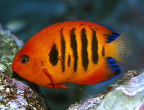 Stratford QLD Whitsundays Accommodation