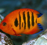 Cairns Marine - Whitsundays Accommodation