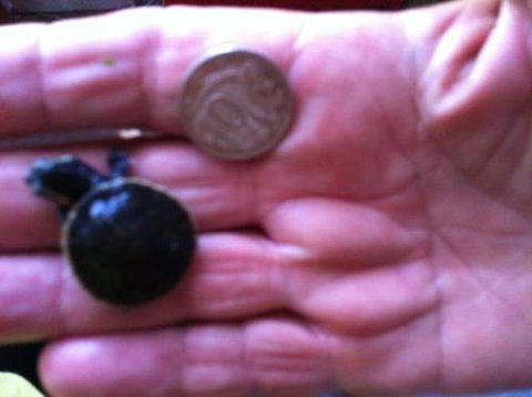 Hurley’s Aquariums - Whitsundays Accommodation 0