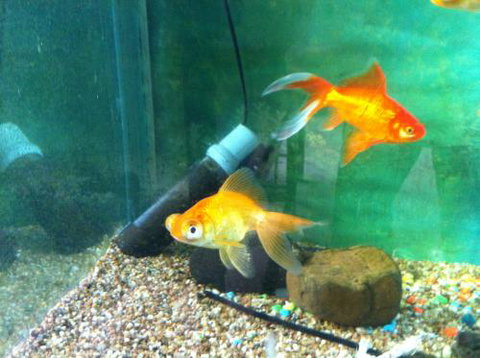 Hurley’s Aquariums - Whitsundays Accommodation 2