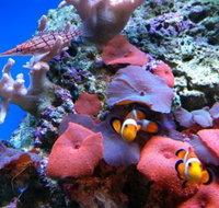 Tropical Marine Centre