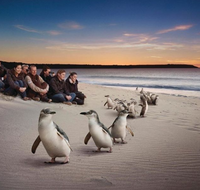 Down Under Thrills - Whitsundays Accommodation