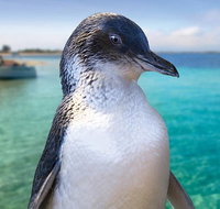 Full-Day Penguin Island  Fremantle Town - Whitsundays Accommodation