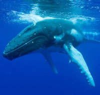 Dunsborough Whale Watching Eco Tour - Whitsundays Accommodation