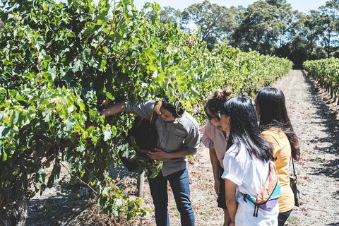 Voyager Estate: Private Winery Tasting Tour In Margaret River With Lunch - Whitsundays Accommodation 2