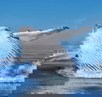 Whale Watching Dunsborough - Whitsundays Accommodation