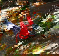 Trees Adventure Lane Poole Park - Treetop  Zipline Experience - Whitsundays Accommodation