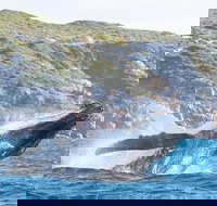 Jet Boat Whale Watching Safari from Dunsborough - Whitsundays Accommodation