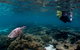 3 Night Ningaloo Reef Snorkel And Dive Getaway From Coral Bay - thumb 0