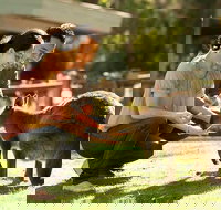 Very Best of Perth Tour - Wildlife Park  City Highlights Tour - Whitsundays Accommodation