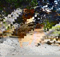 Rottnest Island All-Inclusive Grand Island Tour from Fremantle - Whitsundays Accommodation