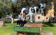 Discover Bunbury Geographe And Harvey Region - thumb 5