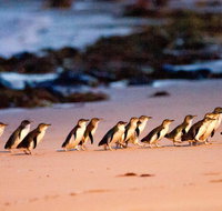 Phillip Island Penguin Parade Entry and Express Shuttle from Melbourne - Whitsundays Accommodation