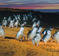 Phillip Island Tour from Melbourne - Whitsundays Accommodation