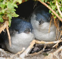 Phillip Island Penguin Parade Evening Tour - Whitsundays Accommodation