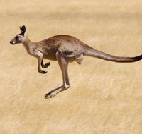 Koalas and Kangaroo in the Wild Tour from Melbourne - Whitsundays Accommodation