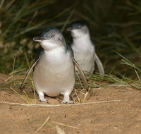 Express Expedition to Phillip Island Penguin Wildlife Encounter Evening Tour - Whitsundays Accommodation