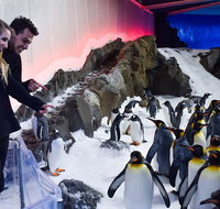 Penguin Passport at SEA LIFE Melbourne Aquarium - Whitsundays Accommodation