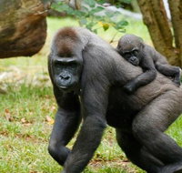 Melbourne Zoo General Entry Ticket - Whitsundays Accommodation