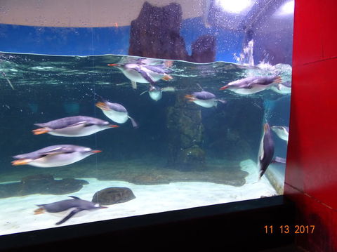 SEA LIFE Melbourne Aquarium Admission Ticket - Whitsundays Accommodation 6