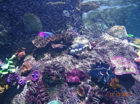 SEA LIFE Melbourne Aquarium Admission Ticket - Whitsundays Accommodation 3