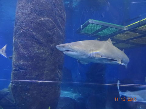 SEA LIFE Melbourne Aquarium Admission Ticket - Whitsundays Accommodation 5