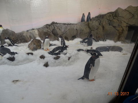 SEA LIFE Melbourne Aquarium Admission Ticket - Whitsundays Accommodation 4