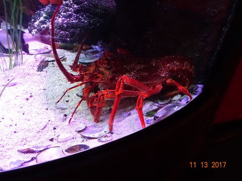 SEA LIFE Melbourne Aquarium Admission Ticket - Whitsundays Accommodation 11