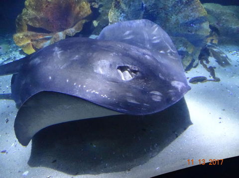 SEA LIFE Melbourne Aquarium Admission Ticket - Whitsundays Accommodation 9