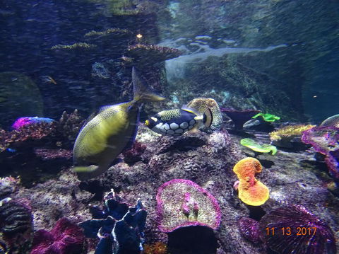 SEA LIFE Melbourne Aquarium Admission Ticket - Whitsundays Accommodation 8