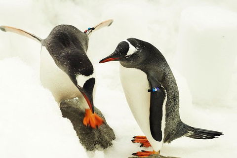 SEA LIFE Melbourne Aquarium Admission Ticket - Whitsundays Accommodation 15