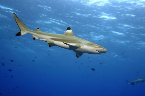 SEA LIFE Melbourne Aquarium Admission Ticket - Whitsundays Accommodation 21