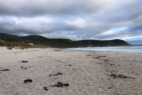 Wilsons Promontory Walking And Sightseeing Tour From Phillip Island - Whitsundays Accommodation 11