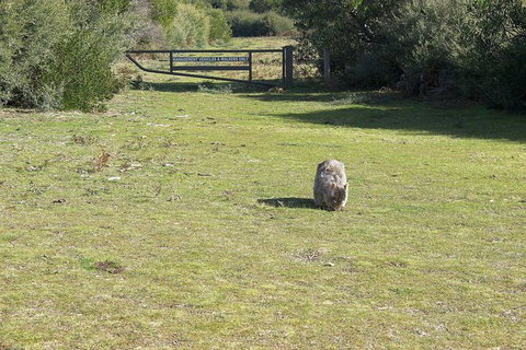 Wilsons Promontory Walking And Sightseeing Tour From Phillip Island - Whitsundays Accommodation 9